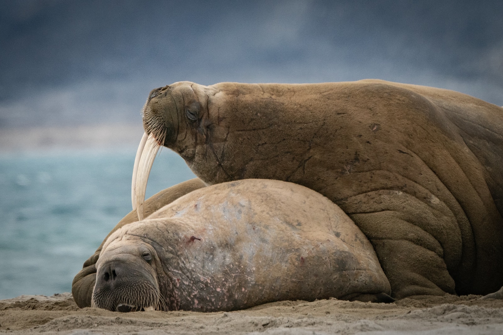 a couple of walruss lying on the beach
